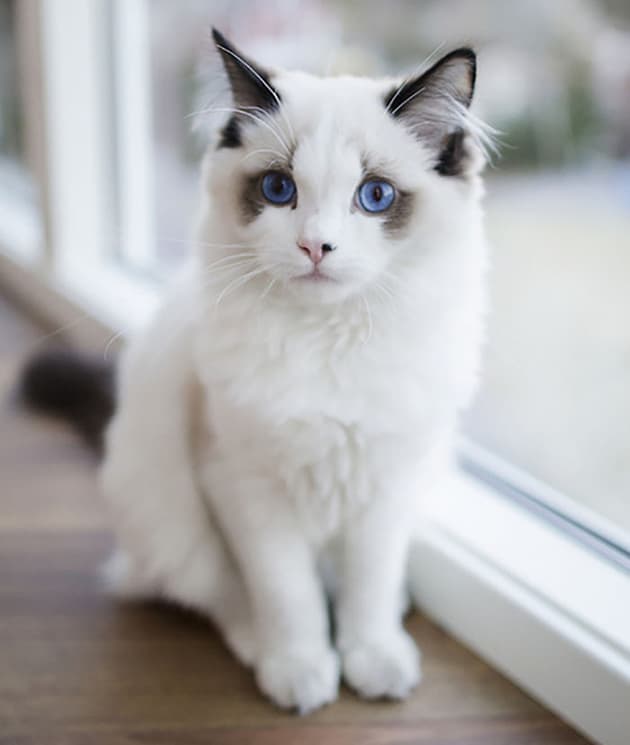 οι πιο όμορφες γάτες του κόσμου