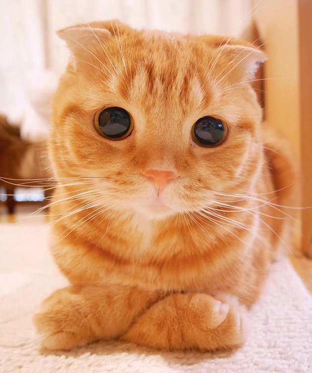 οι πιο όμορφες γάτες του κόσμου