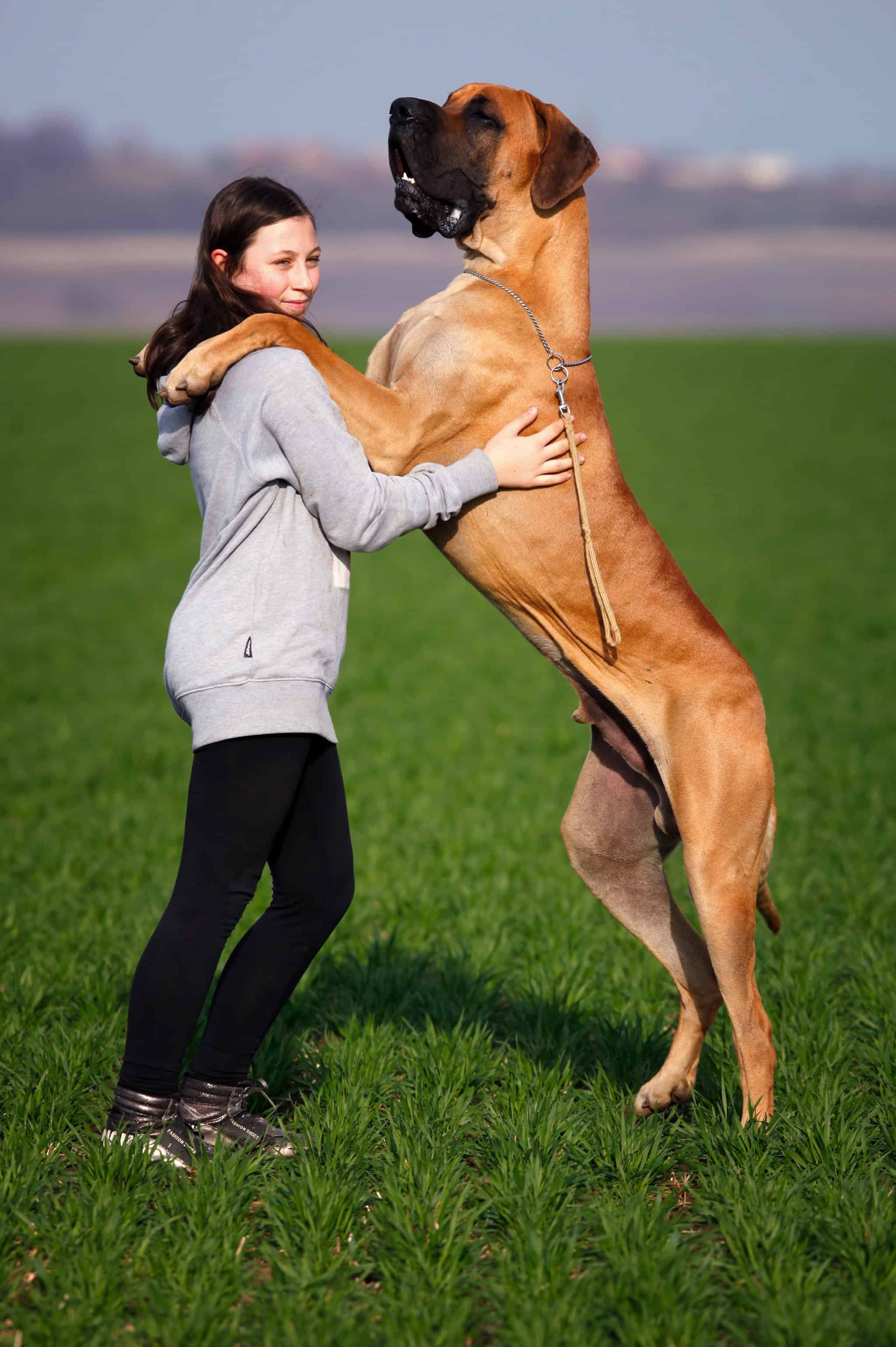 Ο Μολοσσός είναι από τις πιο μεγαλόσωμες ράτσες σκύλων