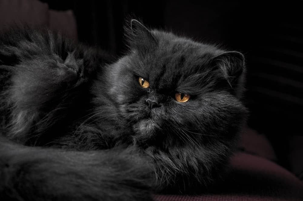 μαύρη γάτα περσίας