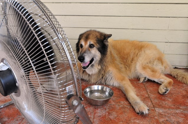 θερμοπληξία σκύλου συμπτώματα