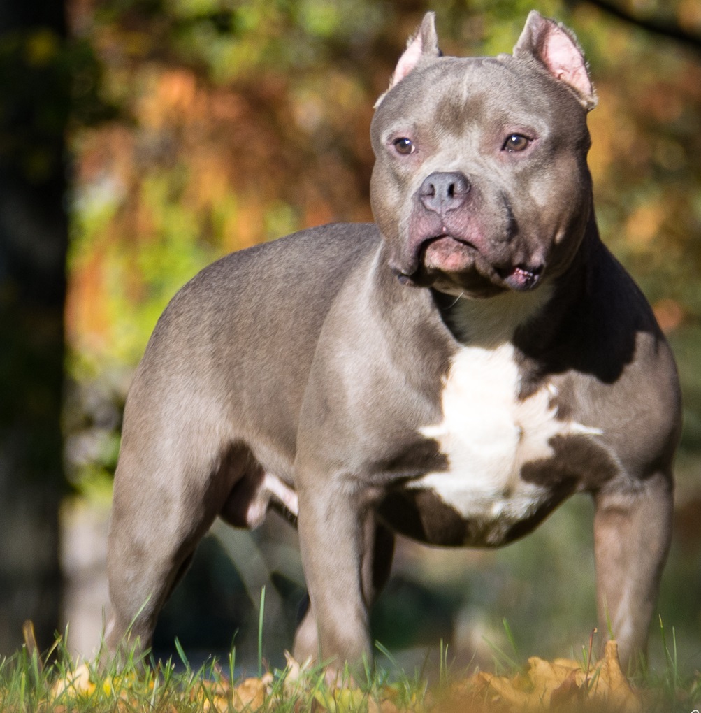 American Bully Champion Charlie Muscles