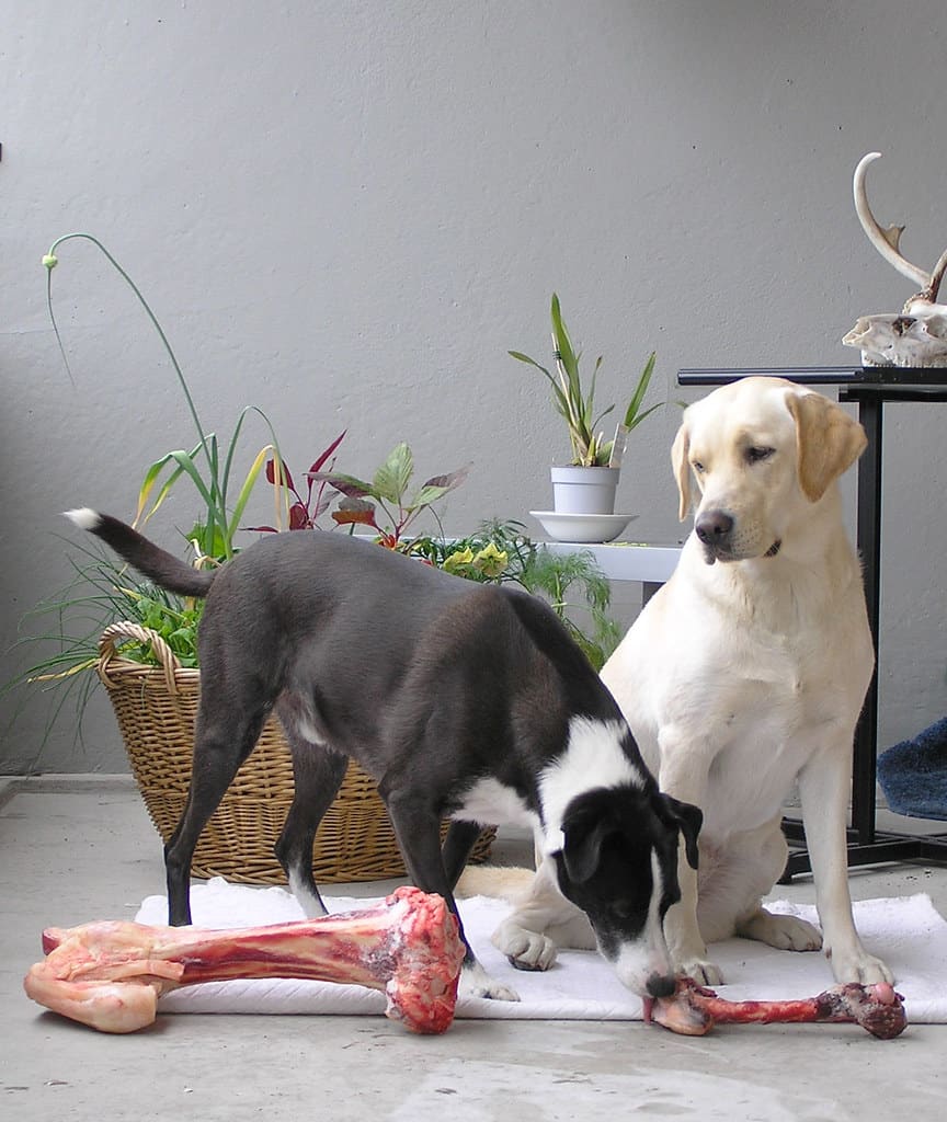 Labrador και ωμή διατροφή - Καλύτερη τροφή