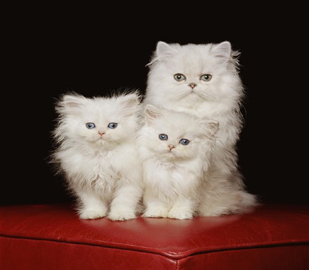 Γάτες Περσίας – Όμορφες και ιδιαίτερες [Photo & Video]