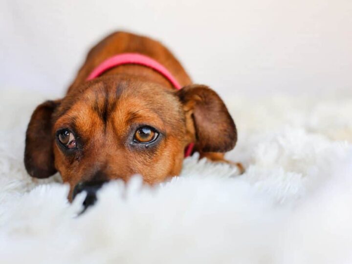 Διάρροια σκύλου & Γαστρίτιδα / Γαστρεντερίτιδα – Που οφείλεται και πως να την αντιμετωπίσετε