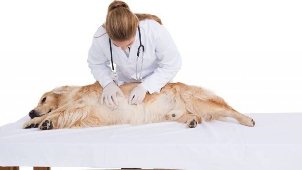 φάρμακο για διάρροια σκύλου - imodium diatrofi αντιμετωπιση