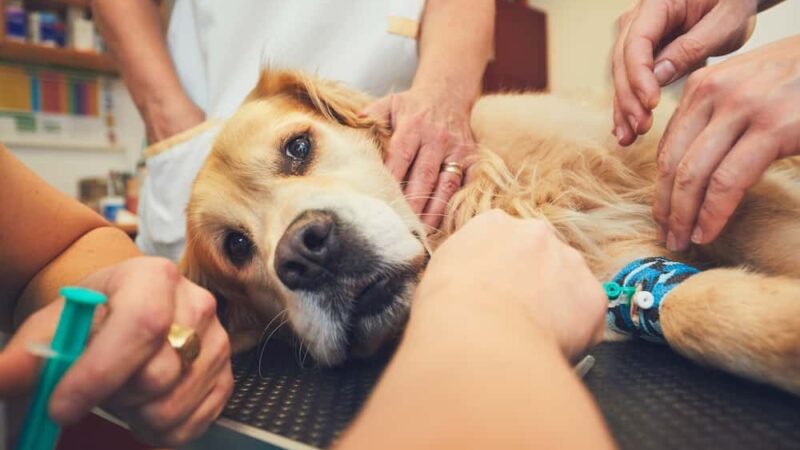 Θερμοπληξία σκύλου – Συμπτώματα και αντιμετώπιση, πρόληψη και φροντίδα