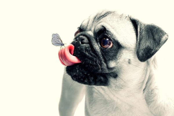 Σκύλος Παγκ (Pug) – Η καλύτερη τροφή για Pug