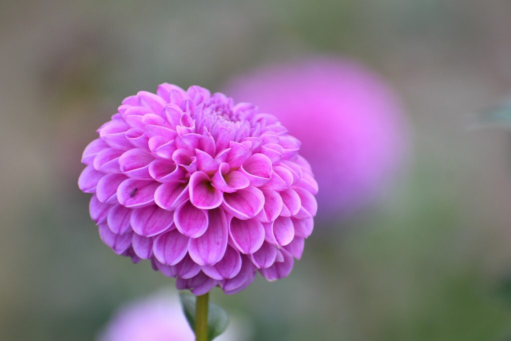 Dahlia - Ντάλια - flower