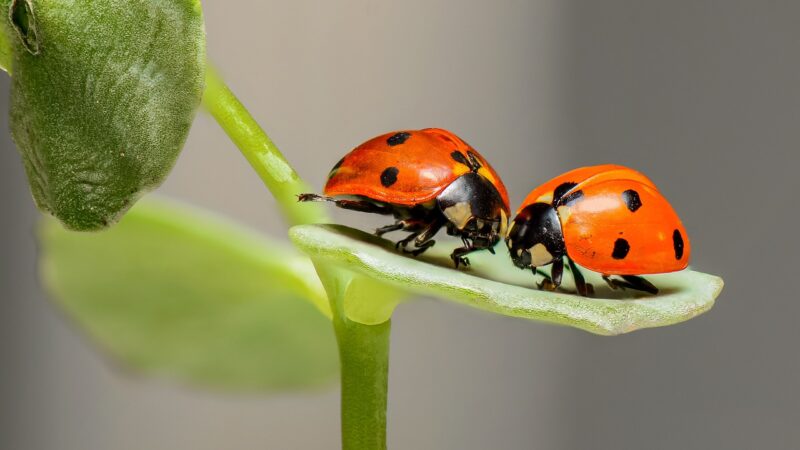 Πασχαλίτσες (Ladybirds-Ladybeetls) – Είδη και Χρώματα