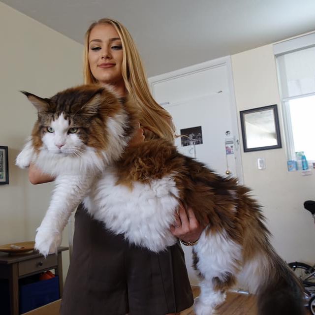 η μεγαλύτερη γάτα του κόσμου