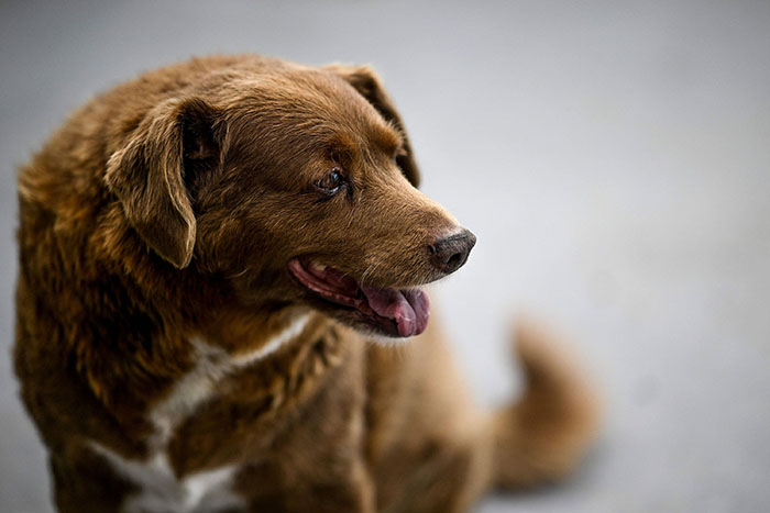 Το Μυστικό για Μακροζωία και Ευτυχία για τον Σκύλο: Bobi, ο πιο ηλικιωμένος σκύλος στον κόσμο