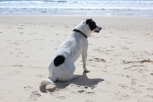 Κακοποίηση σκύλου στις παραλίες το καλοκαίρι - Ένα θλιβερό φαινόμενο που πρέπει να σταματήσει