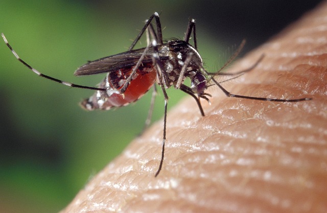 φυσικοί τρόποι για να αντιμετωπίσετε τα κουνούπια το καλοκαίρι
